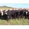 Image 5 : Hidden Creek Farms Ltd. - 995# Sept/Oct Grass Steers - 74 Head (Fort Qu'Appelle, SK)