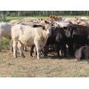 Image 6 : Hidden Creek Farms Ltd. - 995# Sept/Oct Grass Steers - 74 Head (Fort Qu'Appelle, SK)
