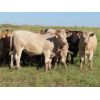Image 7 : Hidden Creek Farms Ltd. - 995# Sept/Oct Grass Steers - 74 Head (Fort Qu'Appelle, SK)