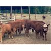 Image 2 : Darren Fritz - 600# Heifers - 14 Head (Aldergrove, BC)