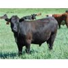 Image 10 : Lazy J Cattle Co. - 840# August Grass Steers - 65 Head (Cochrane, AB)