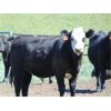 Image 3 : Lazy J Cattle Co. - 840# August Grass Steers - 65 Head (Cochrane, AB)