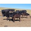 Image 2 : Cypress Farming Co. - 570# Steer Calves - 150 Head (Maple Creek, SK)