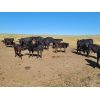 Image 3 : Cypress Farming Co. - 570# Steer Calves - 150 Head (Maple Creek, SK)