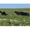Image 4 : Cypress Farming Co. - 570# Steer Calves - 150 Head (Maple Creek, SK)