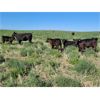 Image 5 : Cypress Farming Co. - 570# Steer Calves - 150 Head (Maple Creek, SK)