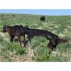 Image 6 : Cypress Farming Co. - 570# Steer Calves - 150 Head (Maple Creek, SK)