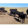 Image 7 : Cypress Farming Co. - 570# Steer Calves - 150 Head (Maple Creek, SK)