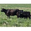 Image 3 : Cypress Farming Co. - 530# Heifers Calves - 150 Head (Maple Creek, SK)