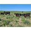 Image 5 : Cypress Farming Co. - 530# Heifers Calves - 150 Head (Maple Creek, SK)