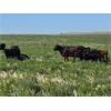 Image 6 : Cypress Farming Co. - 530# Heifers Calves - 150 Head (Maple Creek, SK)