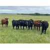 Image 2 : BS Squared - 925# September Grass Heifers - 68 Head (Paradise Hill, SK)