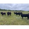Image 3 : BS Squared - 925# September Grass Heifers - 68 Head (Paradise Hill, SK)