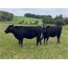 Image 5 : BS Squared - 925# September Grass Heifers - 68 Head (Paradise Hill, SK)