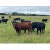 Image 7 : BS Squared - 925# September Grass Heifers - 68 Head (Paradise Hill, SK)