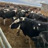 Image 1 : Idaho Dairies/Ranches - 73 Cows (Burley, ID)
