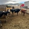Image 2 : Idaho Dairies/Ranches - 73 Cows (Burley, ID)