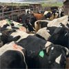 Image 4 : Idaho Dairies/Ranches - 73 Cows (Burley, ID)