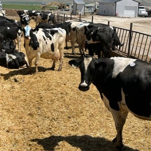 Idaho Dairies/Ranches - 57 Cows (Burley, ID)