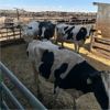 Image 4 : Idaho Dairies/Ranches - 57 Cows (Burley, ID)