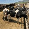 Image 3 : Idaho Dairies/Ranches - 38 Cows (Burley, ID)