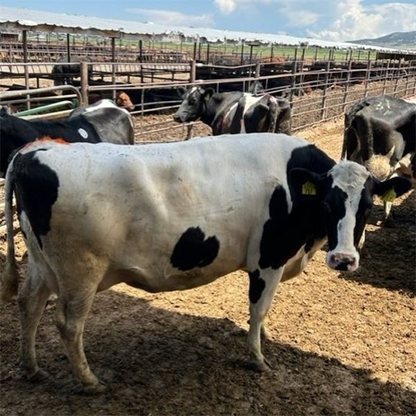 Idaho Dairies/Ranches - 38 Cows (Burley, ID)