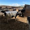 Image 3 : Idaho Dairies/Ranches - 38 Cows (Burley, ID)