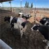 Image 2 : Idaho Dairies/Ranches - 31 Cows (Burley, ID)