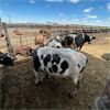 Image 3 : Idaho Dairies/Ranches - 31 Cows (Burley, ID)