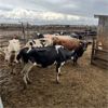 Image 3 : Idaho Dairies/Ranches - 74 Cows (Burley, ID)