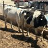 Image 2 : Idaho Dairies/Ranches - 53 Cows (Burley, ID)