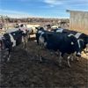 Image 3 : Idaho Dairies/Ranches - 53 Cows (Burley, ID)