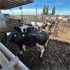 Image 4 : Idaho Dairies/Ranches - 53 Cows (Burley, ID)