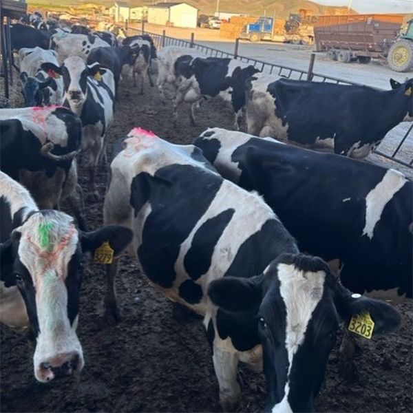 Idaho Dairies/Ranches - 116 Cows (Burley, ID)