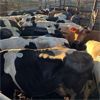 Image 2 : Idaho Dairies/Ranches - 116 Cows (Burley, ID)