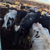Image 3 : Idaho Dairies/Ranches - 116 Cows (Burley, ID)