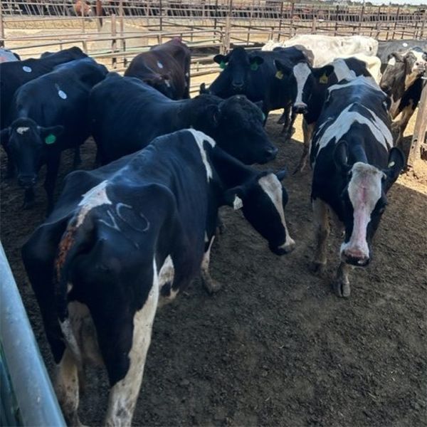 Idaho Dairies/Ranches - 72 Cows (Burley, ID)