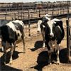 Image 1 : Idaho Dairies - 22 Holstein Cows (Burley, ID)