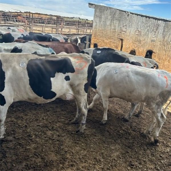 Idaho Dairies - 68 Cows (Burley, ID)