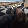 Image 2 : Idaho Dairies - 68 Cows (Burley, ID)