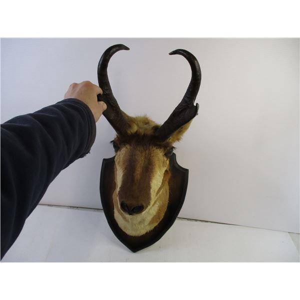 Mounted Antelope Head(Local Pick up Only)