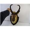 Image 1 : Mounted Antelope Head(Local Pick up Only)