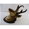 Image 2 : Mounted Antelope Head(Local Pick up Only)