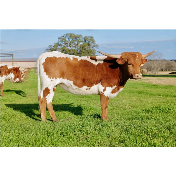 BCR American Gold 125