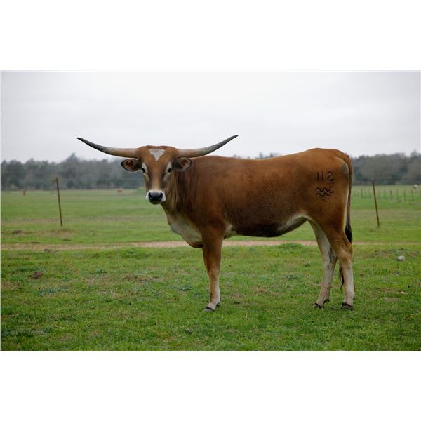 BCR PLUMA BONITA 112