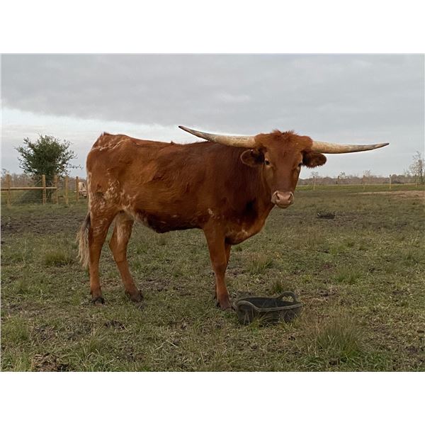 RO Primadona's Carmen I.T.