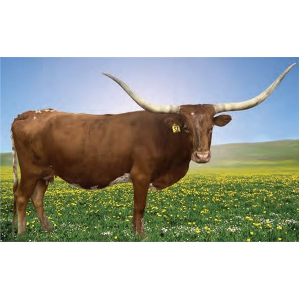 BAR-THIS GIRL IS ON FIRE