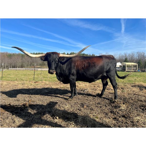 RIVERFORKS LIL SASSYCAT