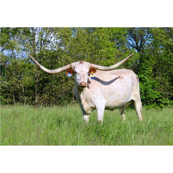 BANDERA'S REFLECTION BCB