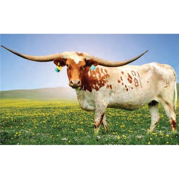 HL Pretty Passionate